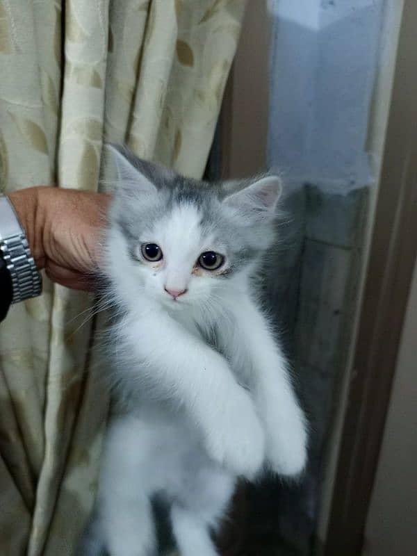 Persian Cat for sale 0