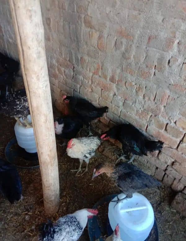 desi hen male and female available 1