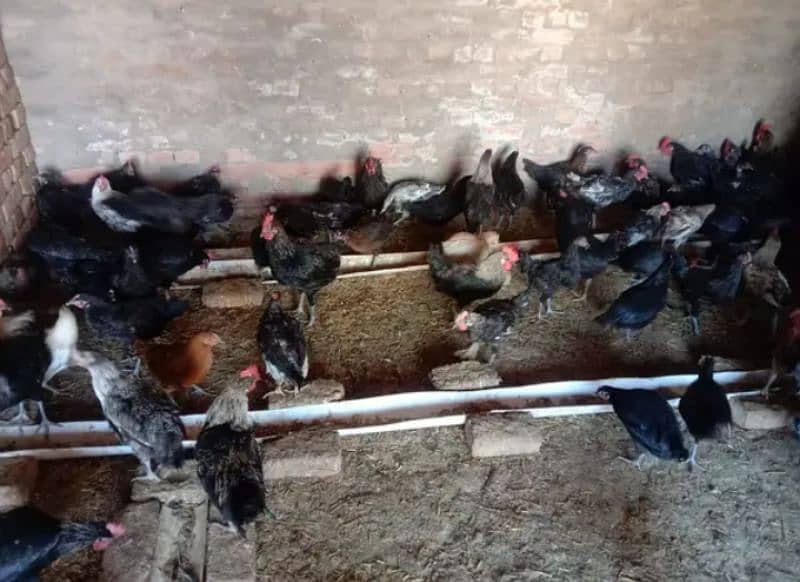 desi hen male and female available 4