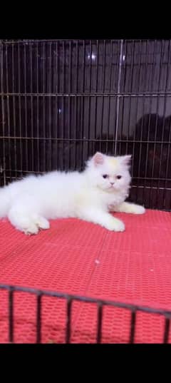 cat for sale price 4500