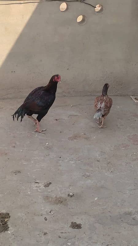 Aseel Mianwali pair 0