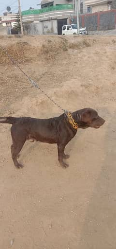 British chocolate Labrador