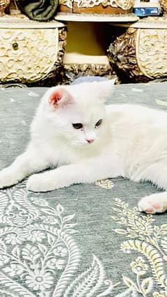 persian cat male mobile  whatsapp number 03285626755