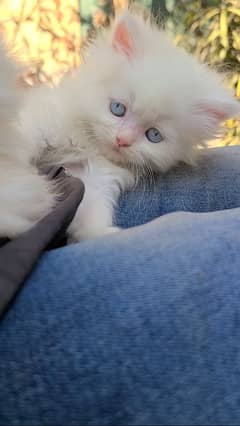 beautiful Persian kittens heavy Triple coated