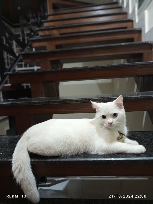 persian cat male mobile  whatsapp number 03285626755 3