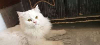 Persian cat available for sale