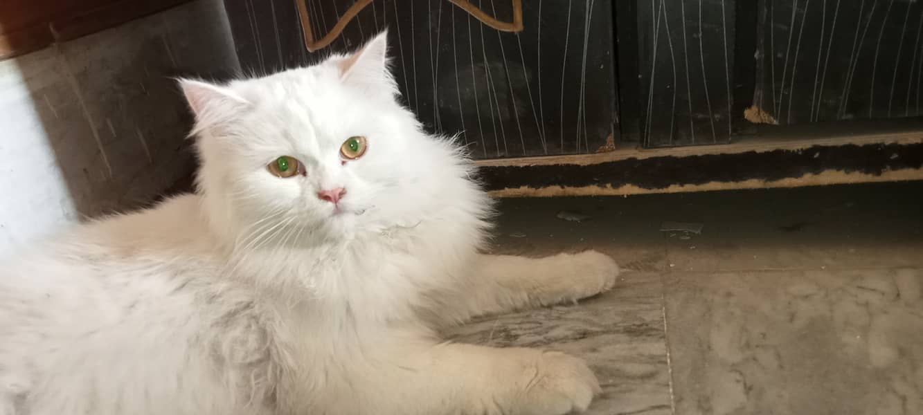 Persian cat available for sale 1