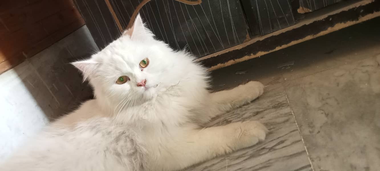 Persian cat available for sale 2