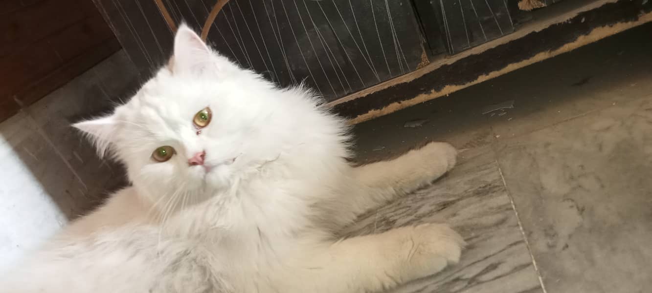 Persian cat available for sale 3