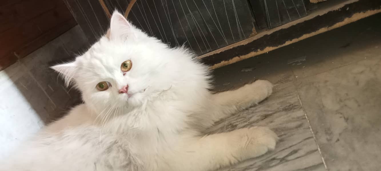 Persian cat available for sale 4