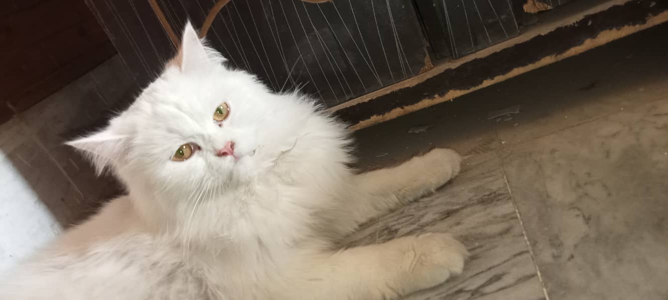 Persian cat available for sale 5