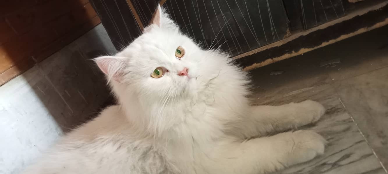 Persian cat available for sale 6