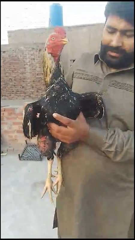 Pakistani bird 1