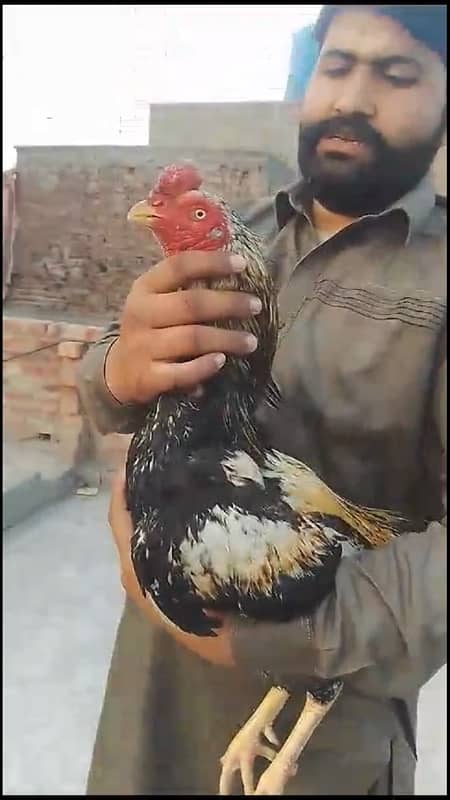 Pakistani bird 2