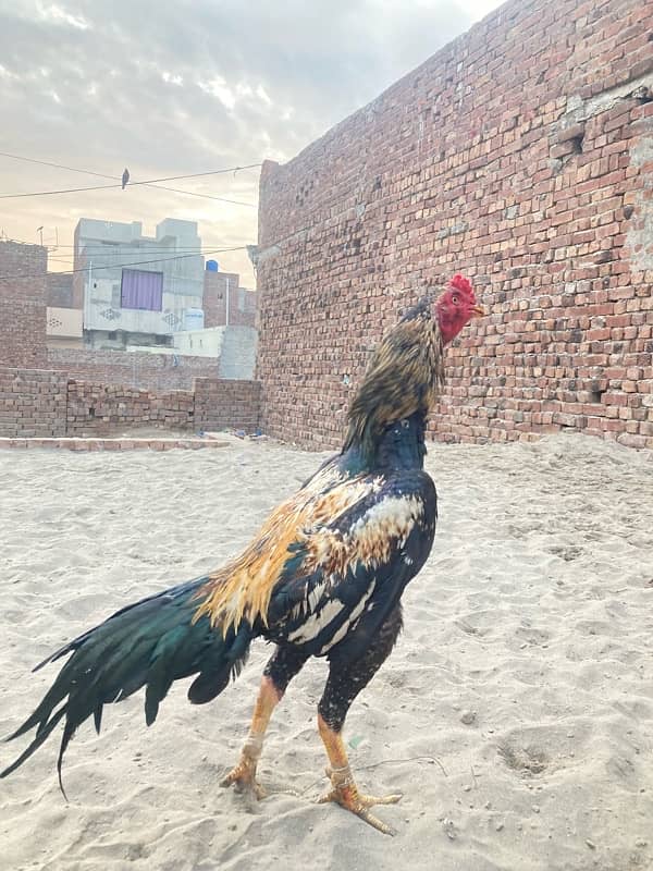 Pakistani bird 3