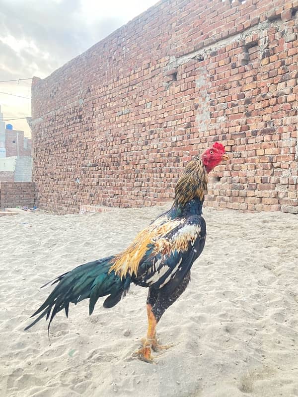 Pakistani bird 4