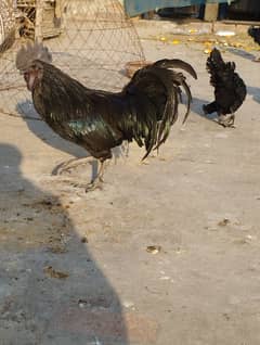 Ayam Cemani