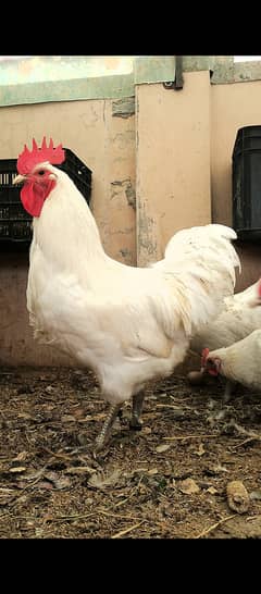 Australorp heritage chicks | Blue Australorp | White Australorp | eggs