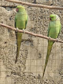 Green ringnick pair