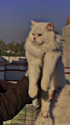 persian cat ha bhai saaf sutri ha ghr ki ha