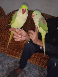 Raw Parrot | Raw Toota | Mithu | Kashmiri Raw Totta PAIR FOR SALE