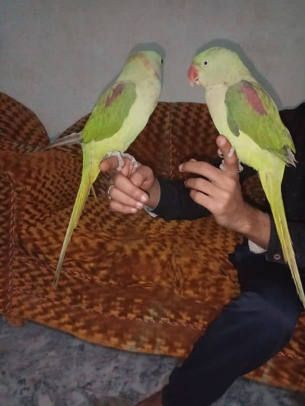 Raw Parrot | Raw Toota | Mithu | Kashmiri Raw Totta PAIR FOR SALE 1