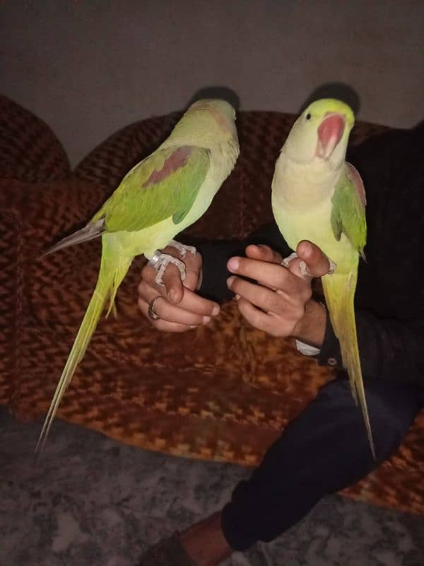 Raw Parrot | Raw Toota | Mithu | Kashmiri Raw Totta PAIR FOR SALE 2