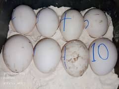 Aseel Eggs ( Fertile )