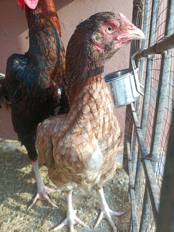 Breeder Aseel Male Female 1