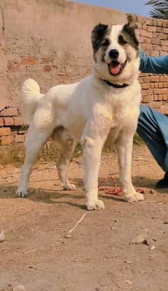 King Alabai Male | security dog for sale | Alabai Puppies For Sale