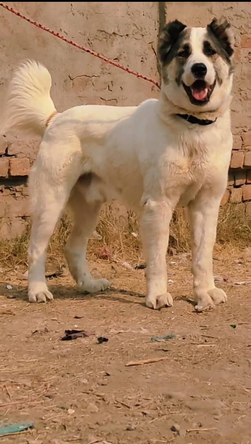 King Alabai Male | security dog for sale | Alabai Puppies For Sale 1