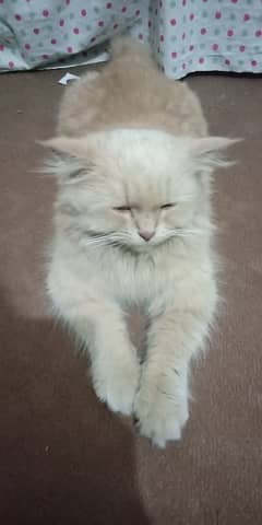 Persian cat