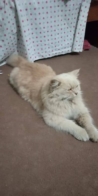 Persian cat 1