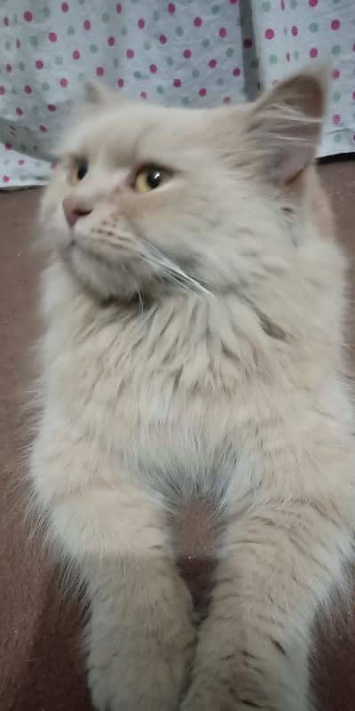 Persian cat 2