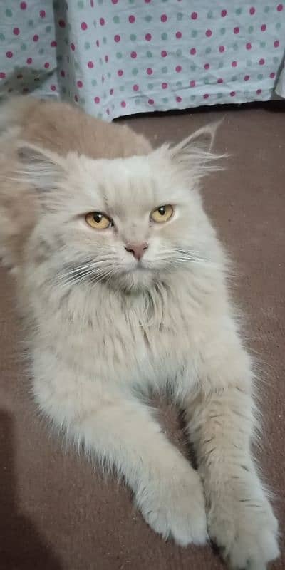 Persian cat 3