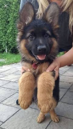 German shepherd puppies Double Coat My Whatsapp number 03479384891