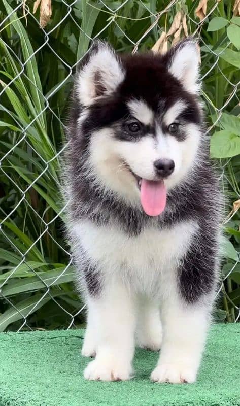 Siberianhusky puppie 3