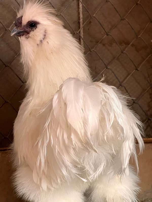 2 silkie male blue eyer 5 finger 1