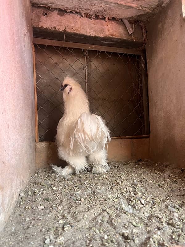 2 silkie male blue eyer 5 finger 2