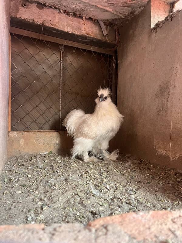 2 silkie male blue eyer 5 finger 4