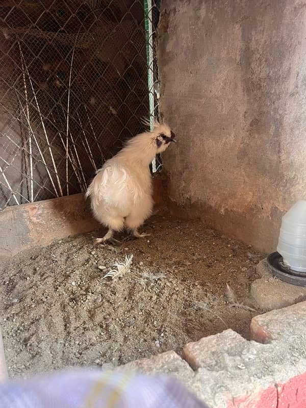 2 silkie male blue eyer 5 finger 5