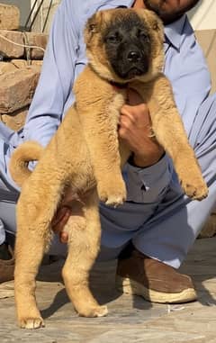 Kurdish Kangal dabal hadi ful havey bone starcture for sale