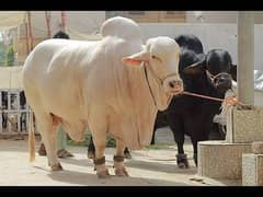 BEST BULLS FOR QURBANI 2025