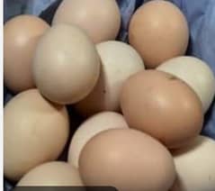 white shamo eggs