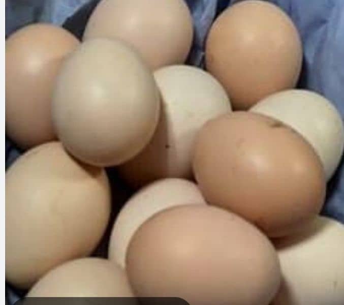 white shamo eggs 0