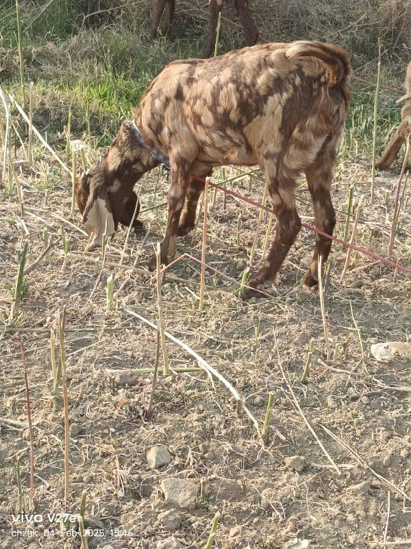 Comfrim. preganat sheera print 1st timer 0