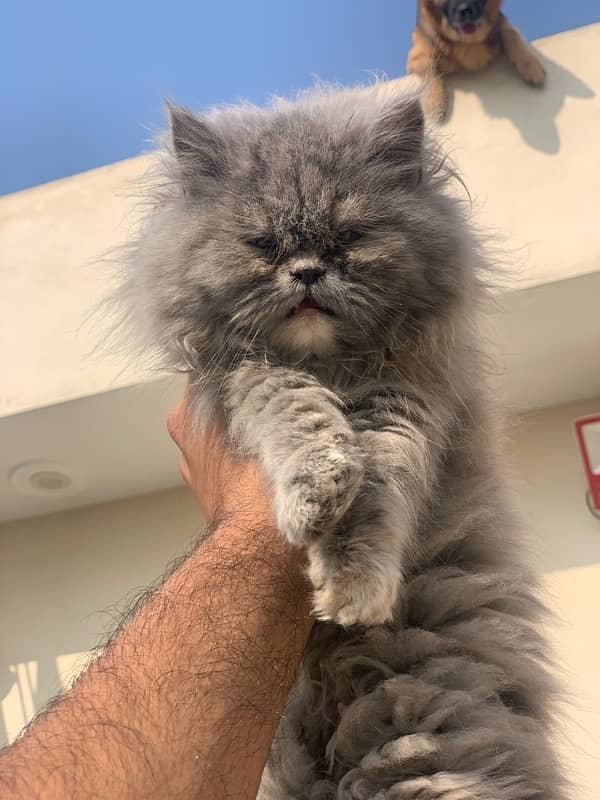 Persian Kitten Pair Punch Face Tripple Coat 0