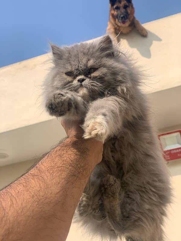 Persian Kitten Pair Punch Face Tripple Coat 1