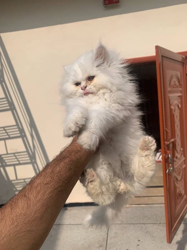 Persian Kitten Pair Punch Face Tripple Coat 3