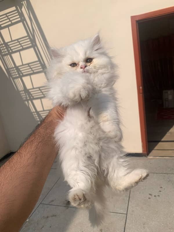 Persian Kitten Pair Punch Face Tripple Coat 4